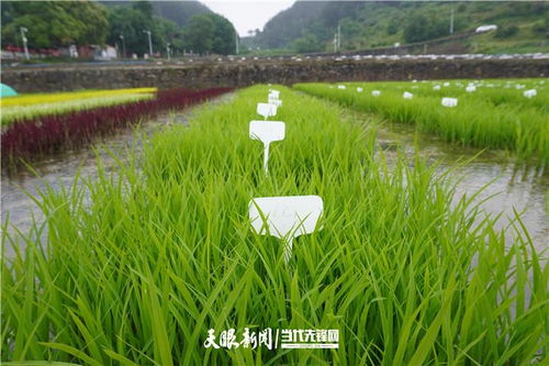 贵州 科技育种,抓牢农业现代化种业 芯